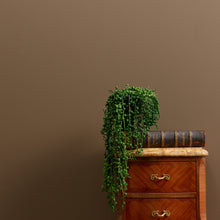 Load image into Gallery viewer, Drama Llama Wall Paint