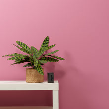 Load image into Gallery viewer, Love Letter Trim Paint